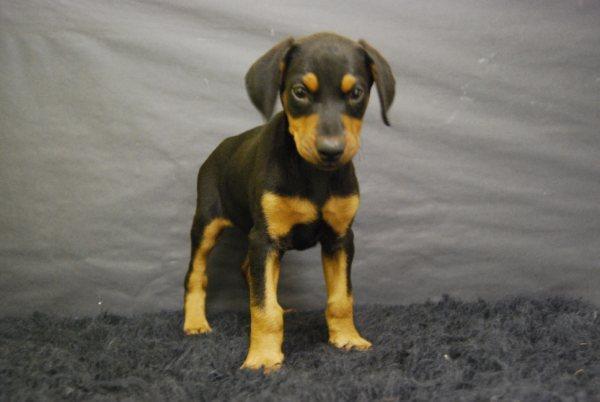 Camada de Doberman criadero nacional cachorros de calidad