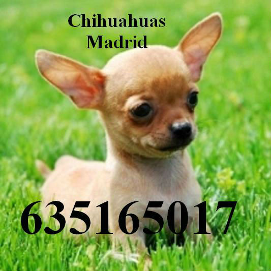 Chihuahuas cachorros Madrid