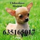 Chihuahuas cachorros Madrid - mejor precio | unprecio.es