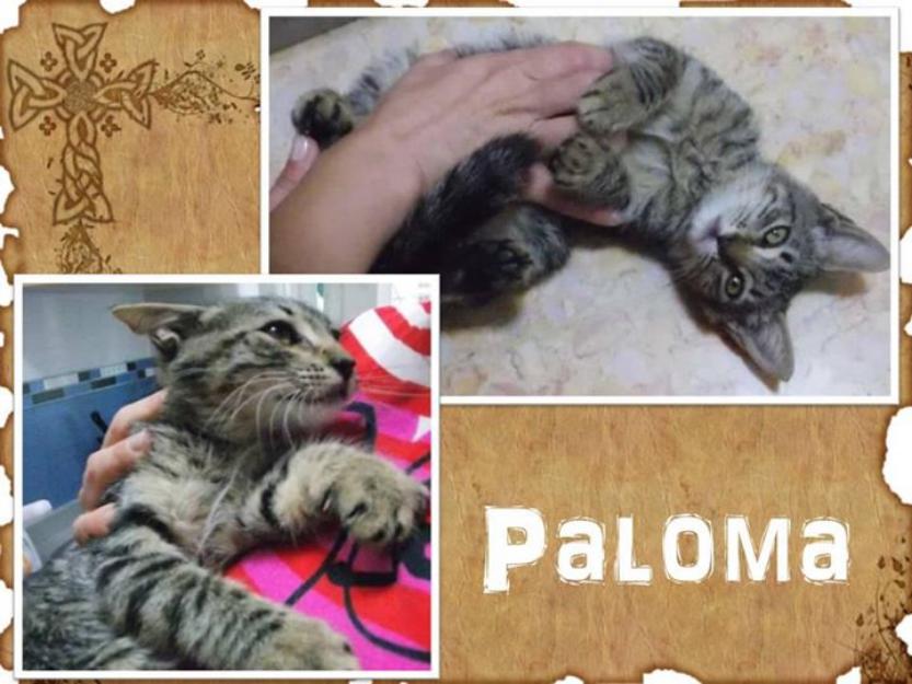 Gata Paloma, gatita abandonada de bebé. Necesita adopción