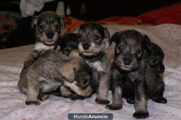 Preciosos cachorros de schnauzer mini