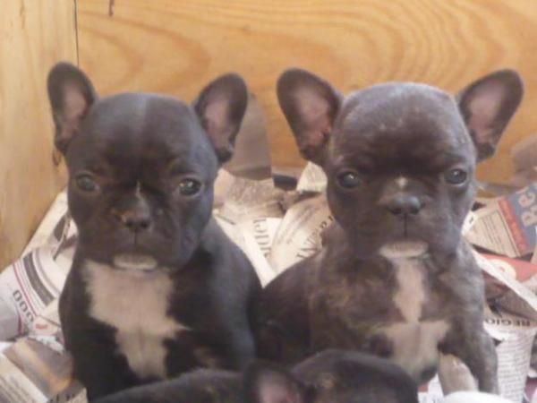 se venden cachorros de bulldog frances de pura raza