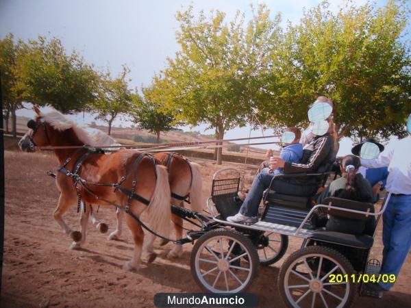 YEGUAS  DE RAZA HAFLINGER MANSAS Y GUAPAS  600 52 52 92