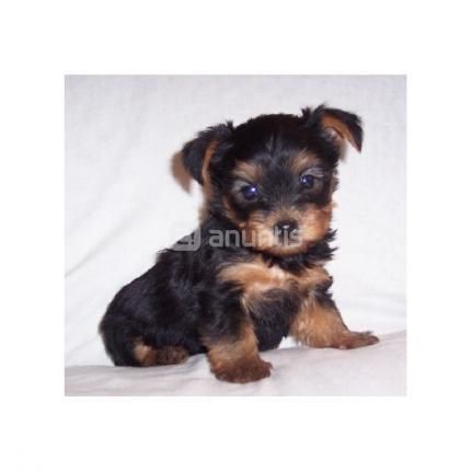 Yorkshire Terrier   120