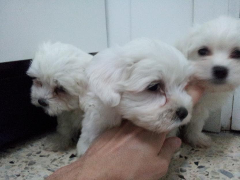 Bichón maltés toy