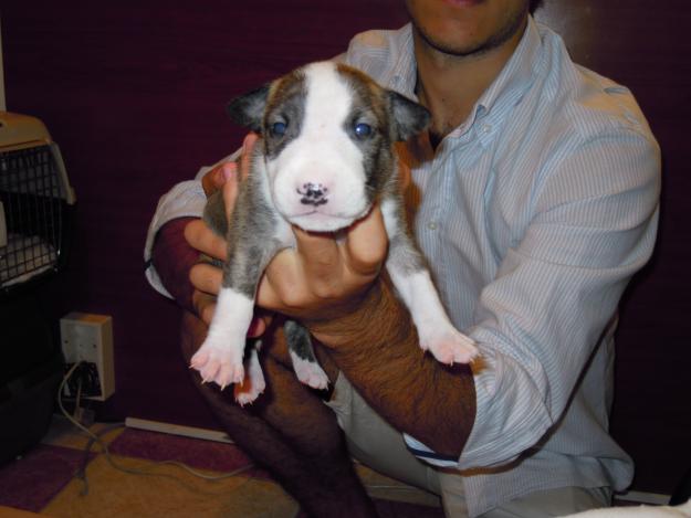 cachorros de bullterrier a tigrados(tambien con manchas en orejas y ojos)