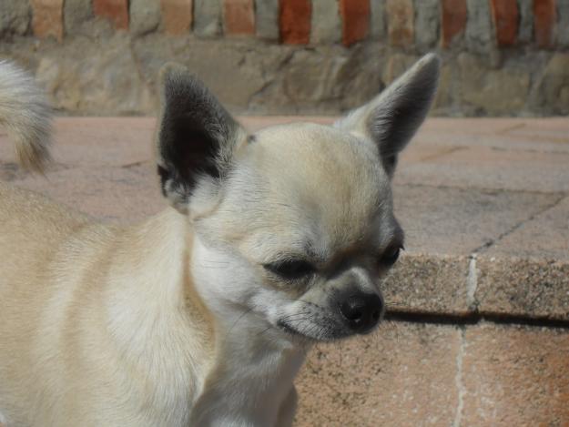 CHIHUAHUA DISPONIBLE PARA MONTAS