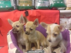 CHIHUAHUAS PERROS IDEALES PARA PISOS Y APARTAMENTOS, , perros, cachorros - mejor precio | unprecio.es