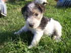 FOX TERRIER 250 EUROS - mejor precio | unprecio.es