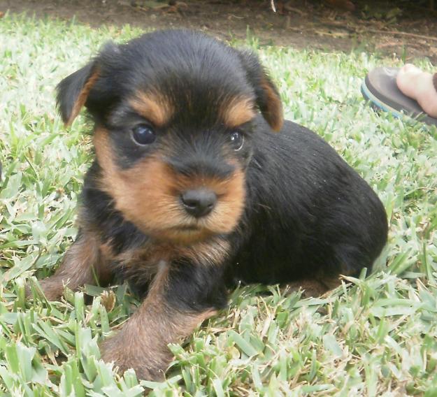 Preciosas crias de yorkshire terrier