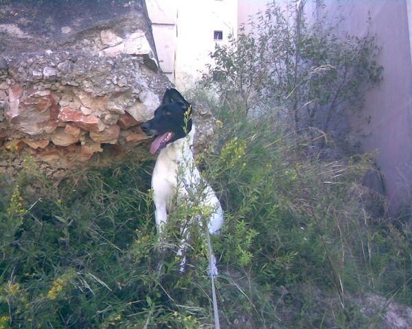 se regala precioso cruce de dogo aleman  blanco y negro.