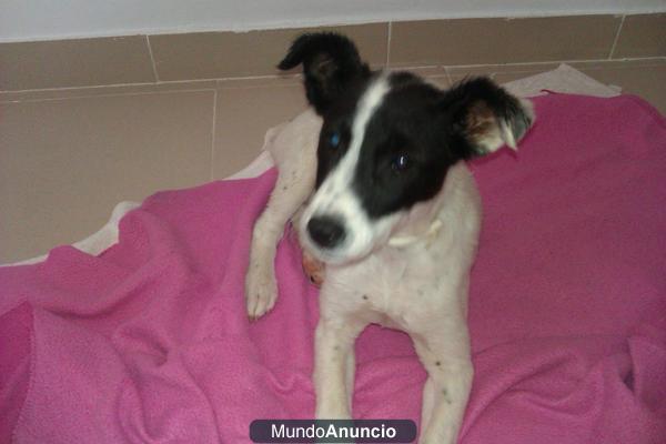 ADOPTA Cachorrita bodeguera, NO COMPRES.