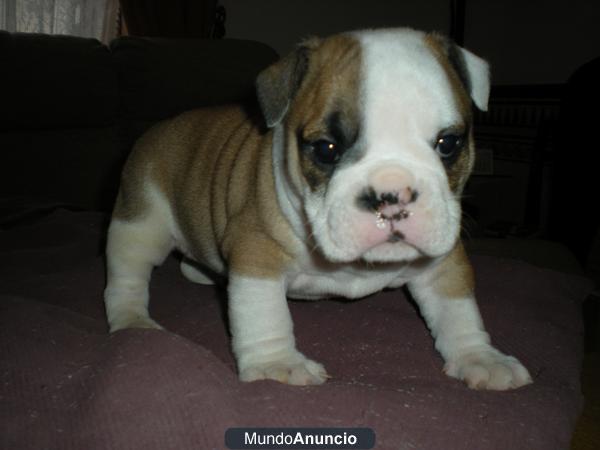 bulldog ingles