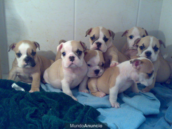 Bulldog ingles,nietos de golucan el sevillano