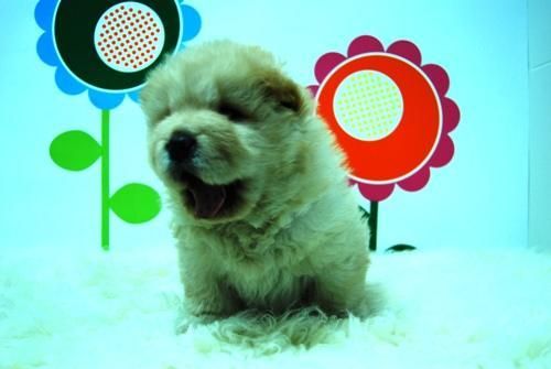 Cachorretes CHOW CHOW _Liquidacion de perritos_ WWW.ANIMALFLOWER.COM