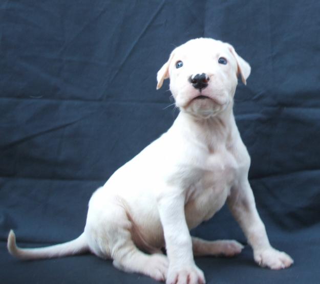 CACHORROS DOGO ARGENTINO