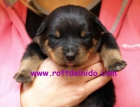 Cachorros Rottweiler Hijos de Valentino Vom Hause Neubrand, Kombisieger ADRK 2007 - mejor precio | unprecio.es