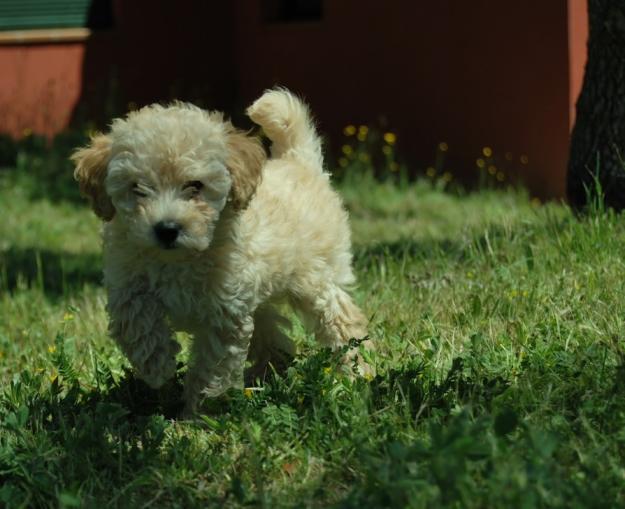 Caniche TOY de Gran Calidad en Madrid