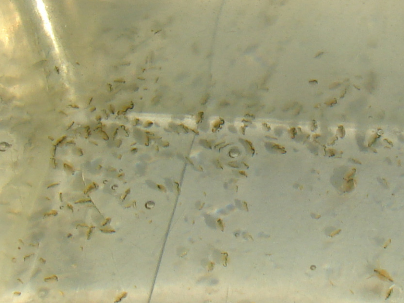 Daphnia magna (pulga de agua)