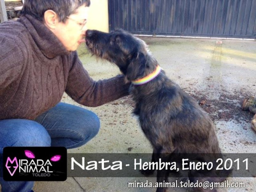 Nata perrita en adopcion