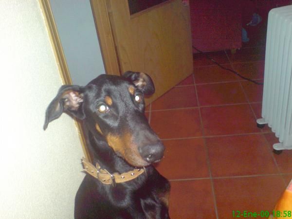 ofrezco doberman