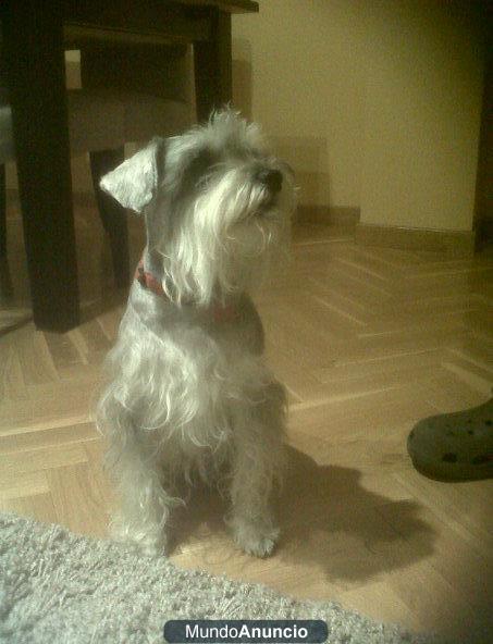 Preciosa perrita Schnauzer busca novio