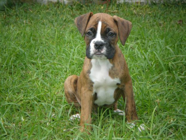 SE REGALAN CACHORROS BOXER.