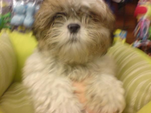 SHIH TZU, perros, cachorros, criadero, venta.   Preciosa camada, se entrega a partir de los 2 meses. Somos un criadero q