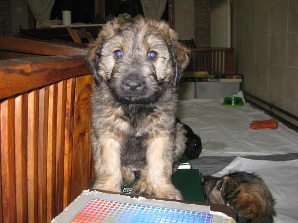 VENDO CACHORROS GOS D'ATURA CATALA