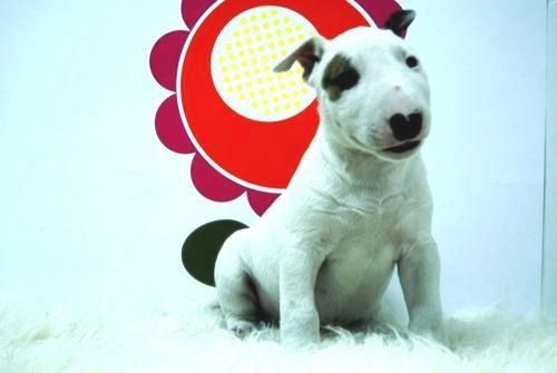 Venta de Bullterrier - Maxima Expresion de la Raza - www.animalflower.es