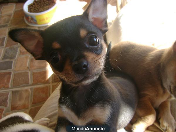 venta de chihuahuas