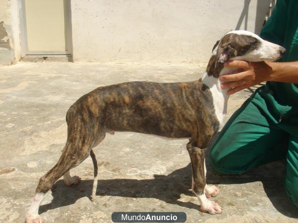 galgos españoles muy guapos y con mucha raza de perros mataores de liebres