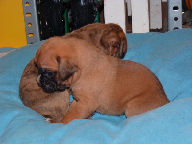 Cachorros boxer atigrados y leonados