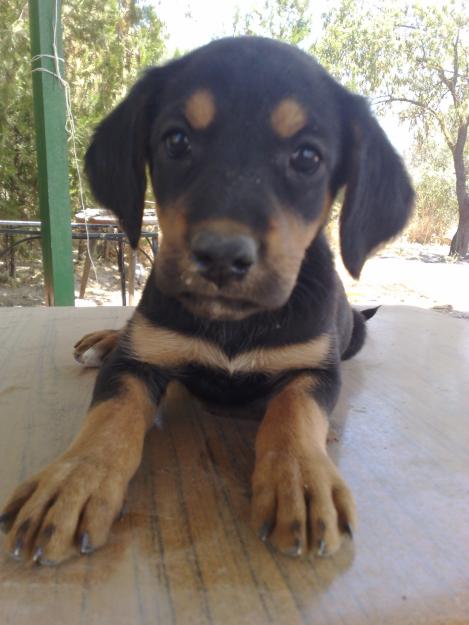 Cachorros de madre Setter Gordon se dan en adopción