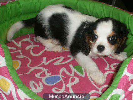 En venta preciosos cachorros de Cavalier - Gerona