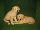 GOLDEN RETRIEVER 240 euros excelentes - mejor precio | unprecio.es