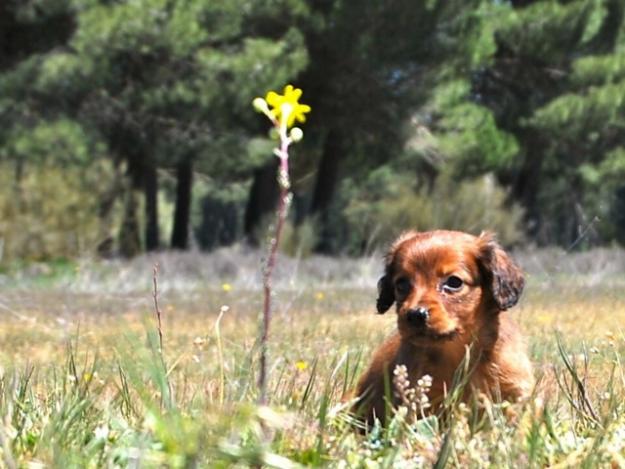 Teckel mini, DE PELO LARGO cachorritos listos para entregarse