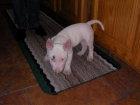 VENDO BULL TERRIER 3 MESES. URGENTE!!! - mejor precio | unprecio.es