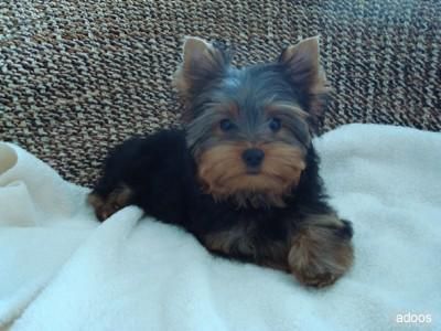 yorkies gorgeouse para la adopciÃ³n de Navidad - 100â¬