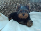 yorkies gorgeouse para la adopciÃ³n de Navidad - 100â¬ - mejor precio | unprecio.es