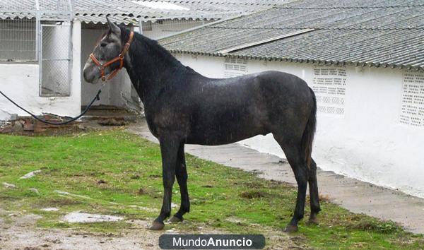 POTRO CARTUJANO 3 AÑOS DANDO BAYO