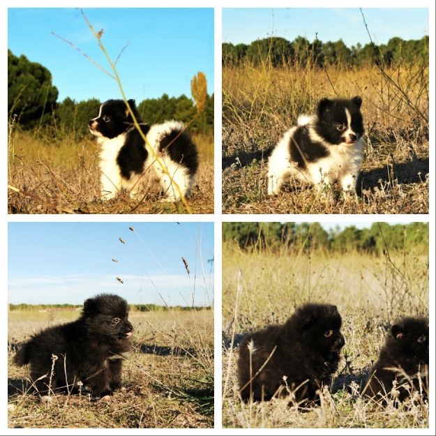 Pomerania criados aquí , padres a la vista , blanco y negro y negro entero