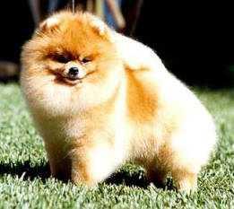 Bellisimos cachorros de Pomerania