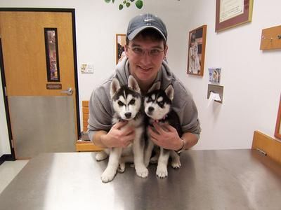 Bello,   Familia Criado-Siberian Husky,