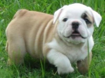 Bulldog Inglés cachorros para la venta