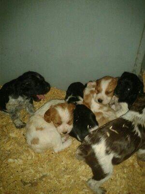 Cachorros spaniel breton