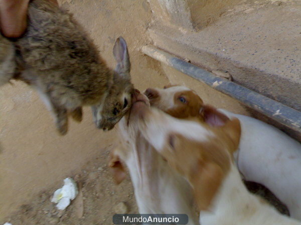 podencos canarios