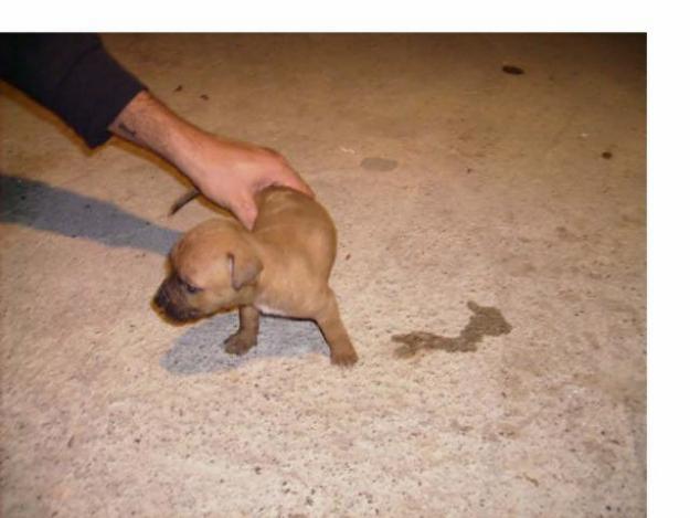 se vande cachorra de american staffordshire terrier 250€