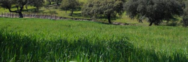 PUESTOS DE PALOMAS Y TÓRTOLAS