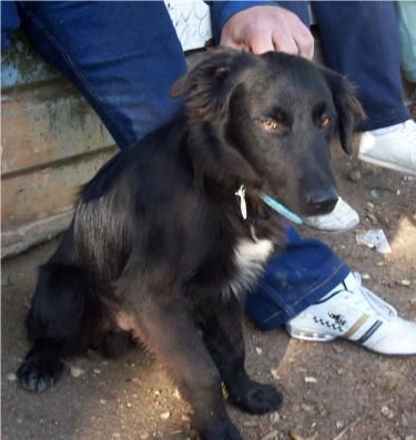 -- ADOPTA, xGoldenPastor Belga, ADOPTA---